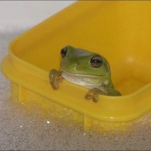 Meet your Posher, Callie